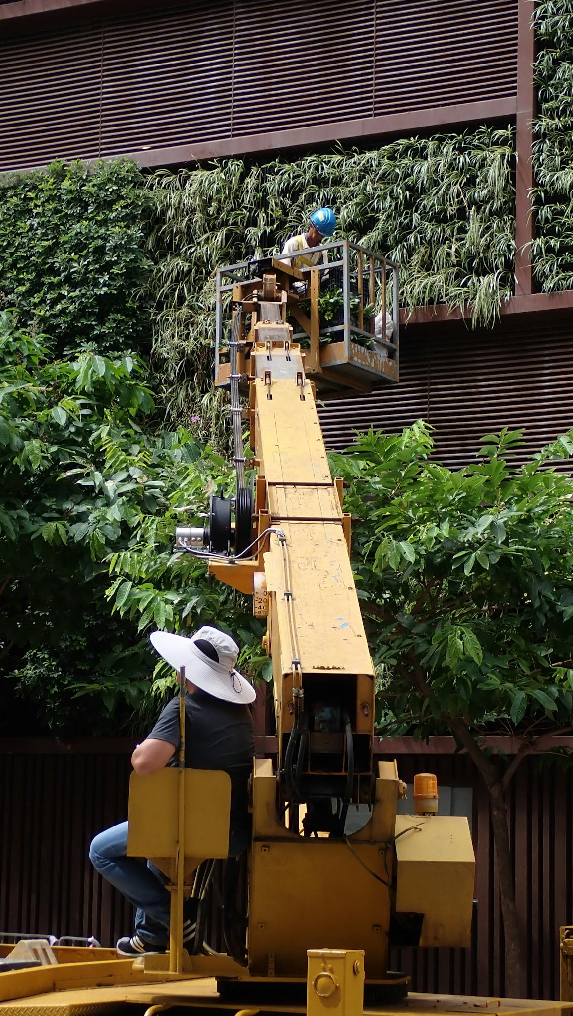 Workers on a yellow lift trimming a lush vertical garden outdoors. Enhancing greenery with precision.