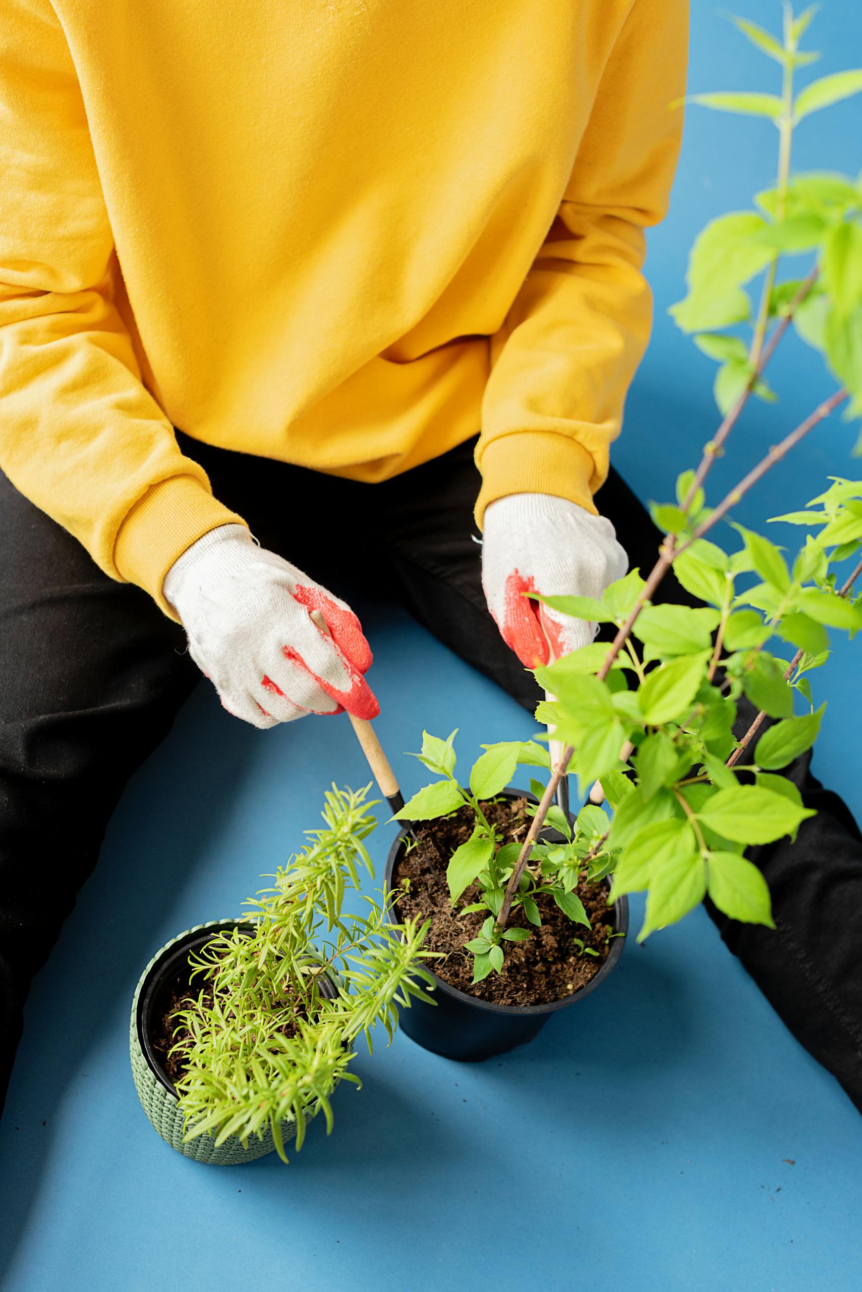Close-up of a person planting potted plants indoors, wearing gloves.